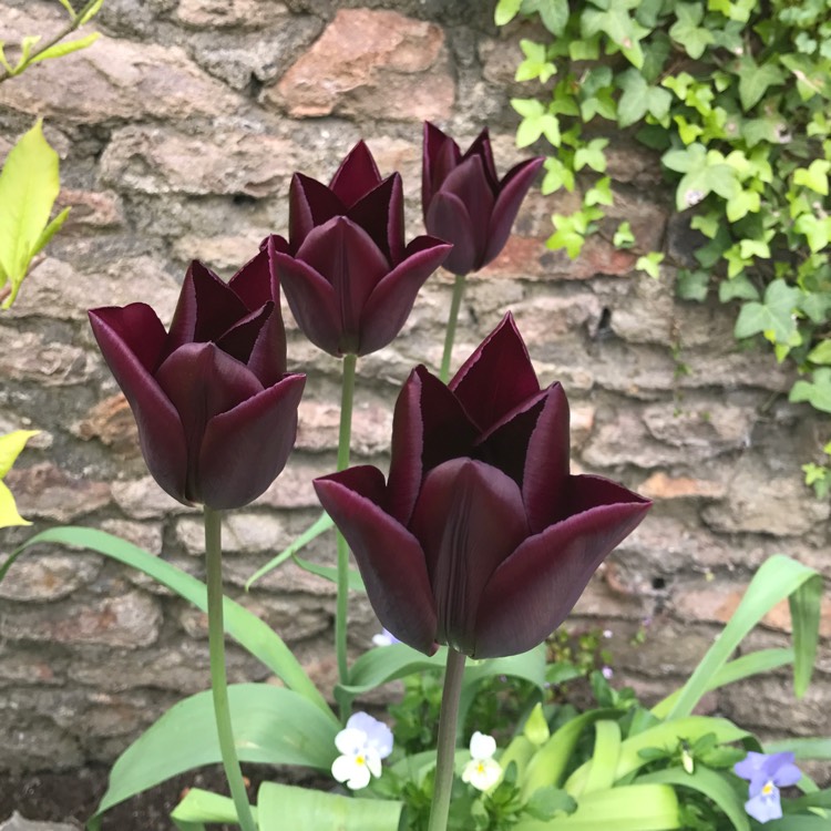 plant image 366403