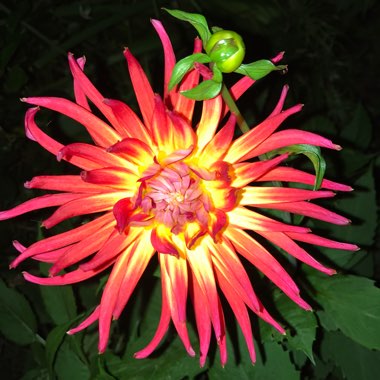 Dahlia