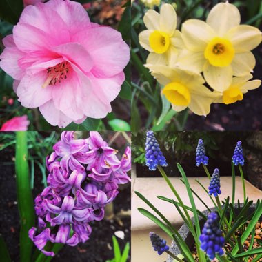 Ricki's garden