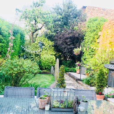Ricki's garden