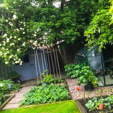 Ricki's garden