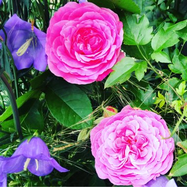 Rose 'Gertrude Jekyll' (Shrub)