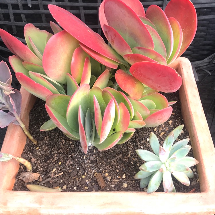 Plant image Kalanchoe Flapjacks