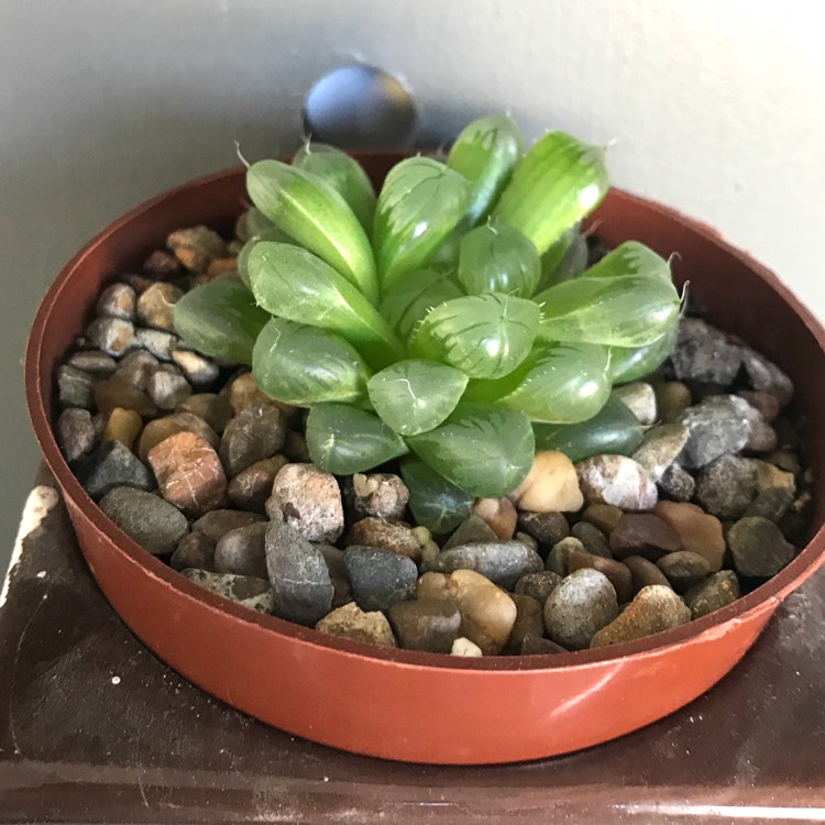 plant image 1367862