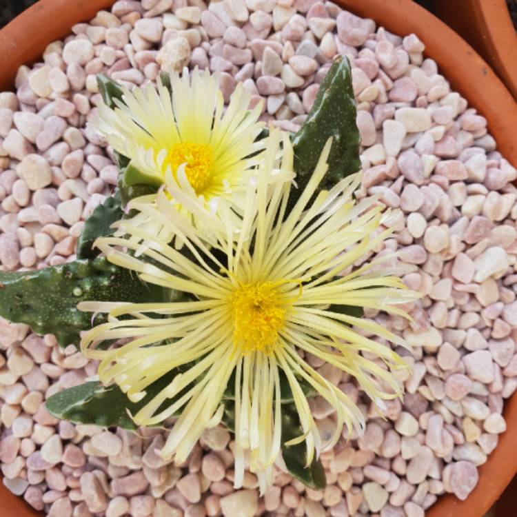 plant image 677230
