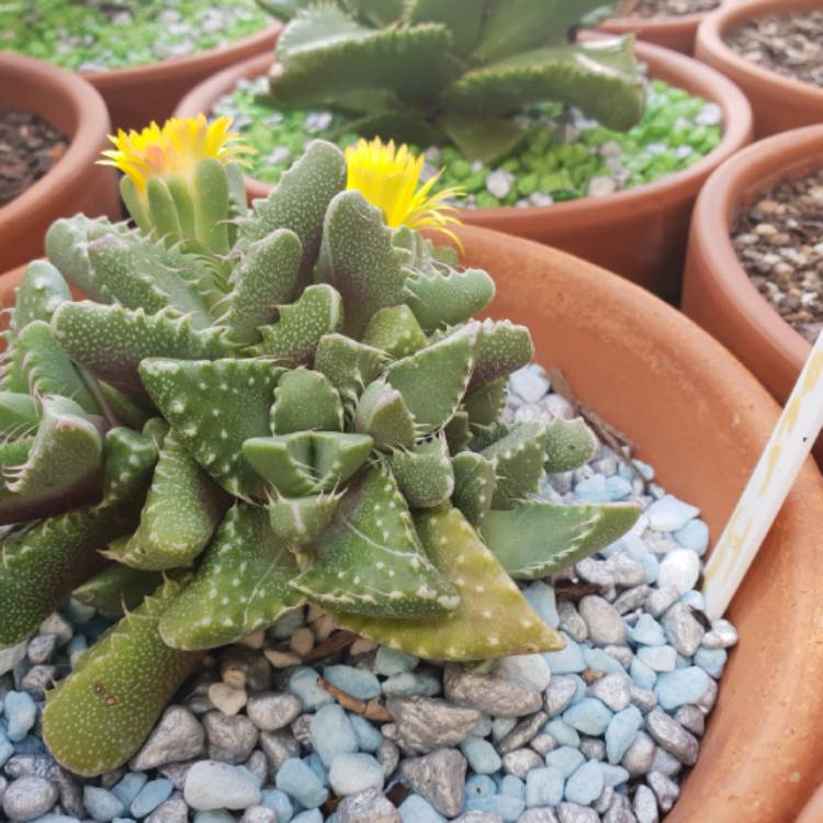 plant image 677231