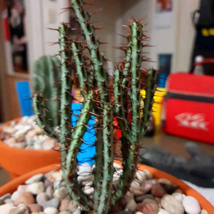 Plant image Euphorbia aeruginosa 'Schweick'