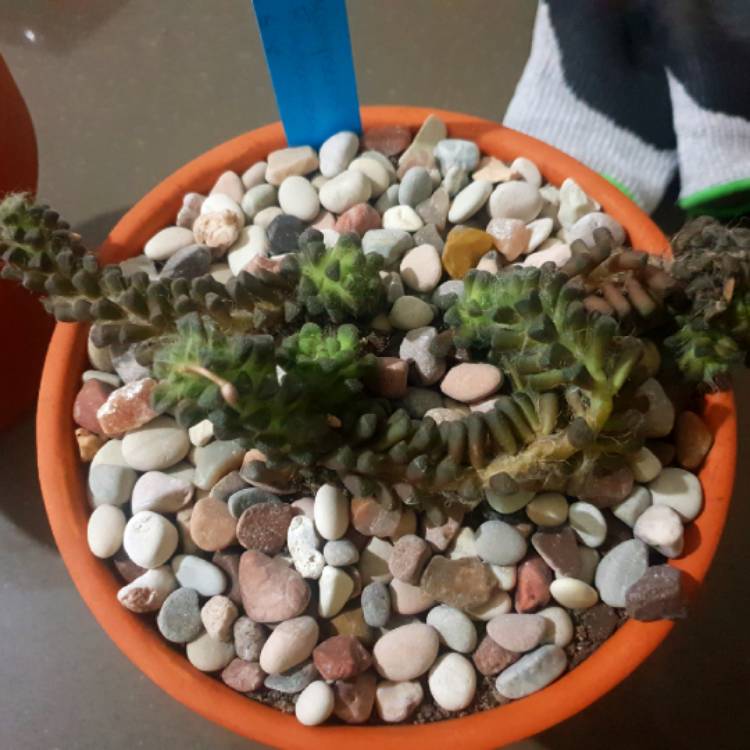 plant image 753357