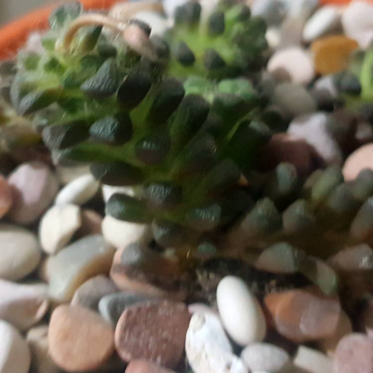 Plant image Anacampseros filamentosa