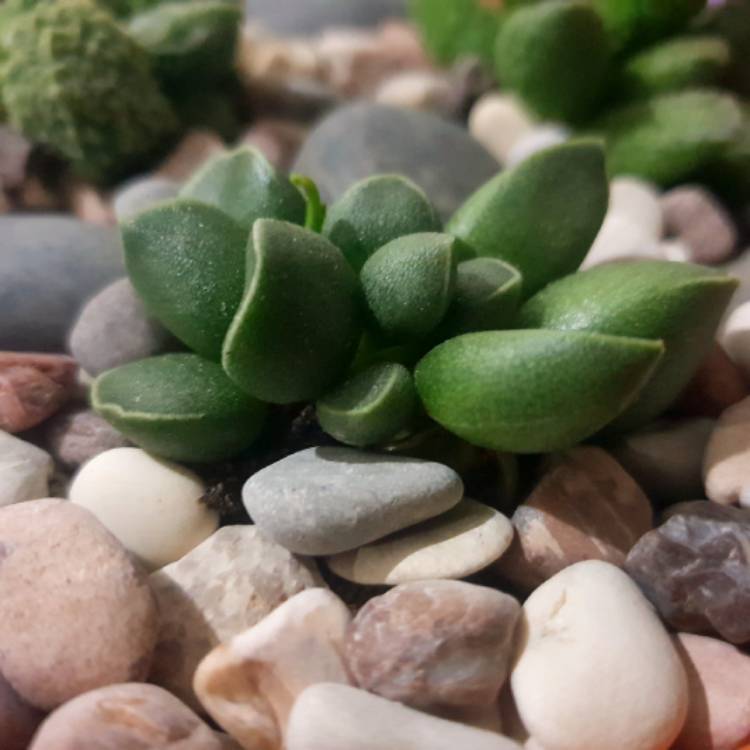 Plant image Adromischus marianiae 'Tanqua'