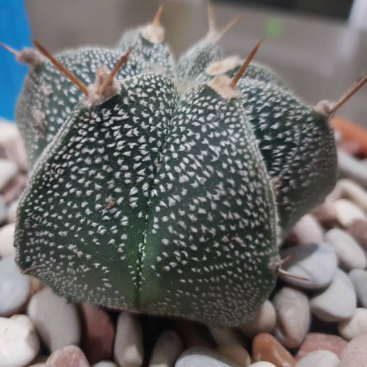 plant image 757005