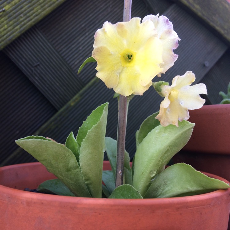 Plant image Primula auricula 'Old Gold Dusty Miller'