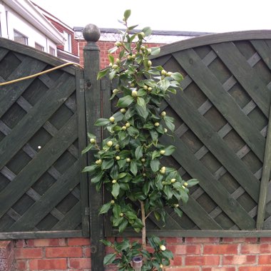 Camellia 'April Blush'