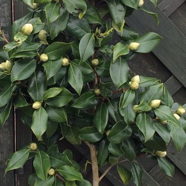 Camellia 'April Blush'