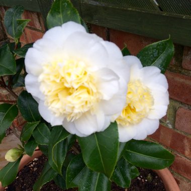 Camellia 'April Blush'
