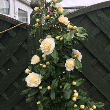 Camellia 'April Blush'