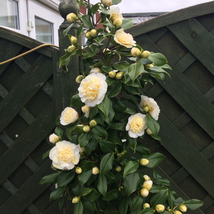 Plant image Camellia japonica 'April Blush'