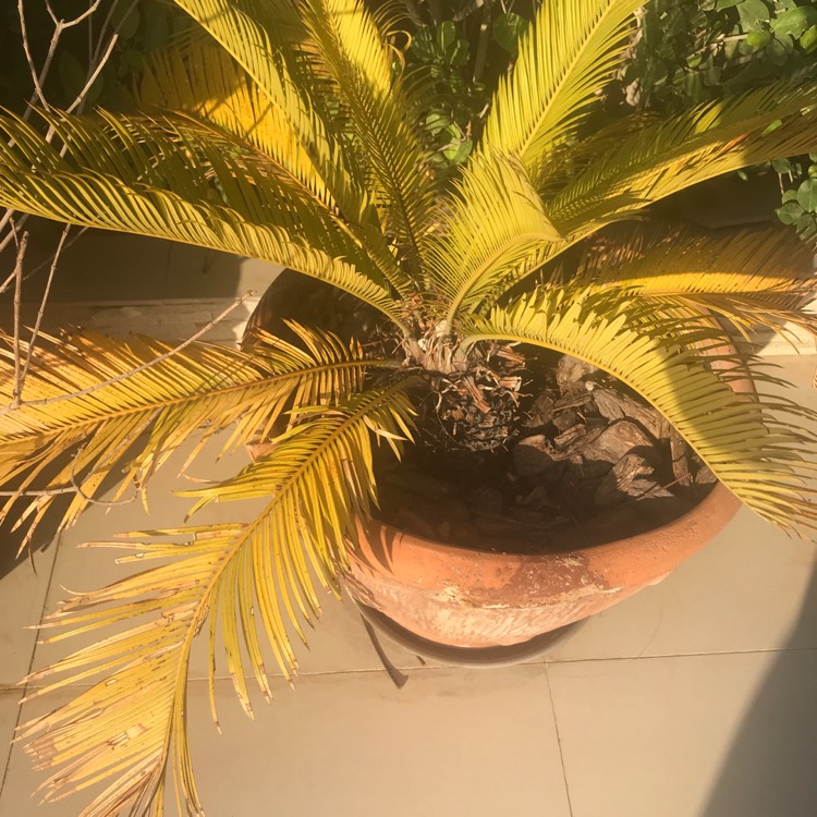 Plant image Encephalartos altensteinii