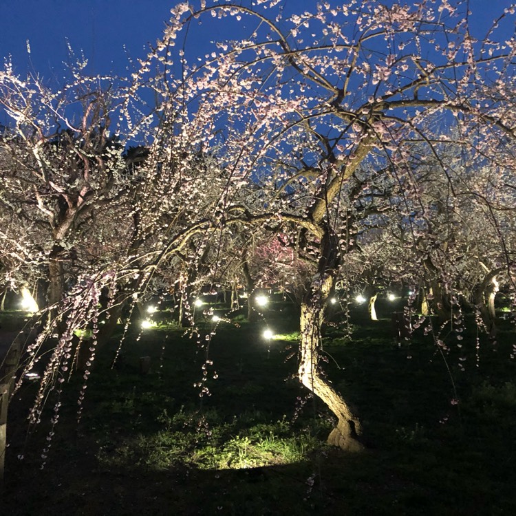 Plant image Prunus Mume Beni-Chidori