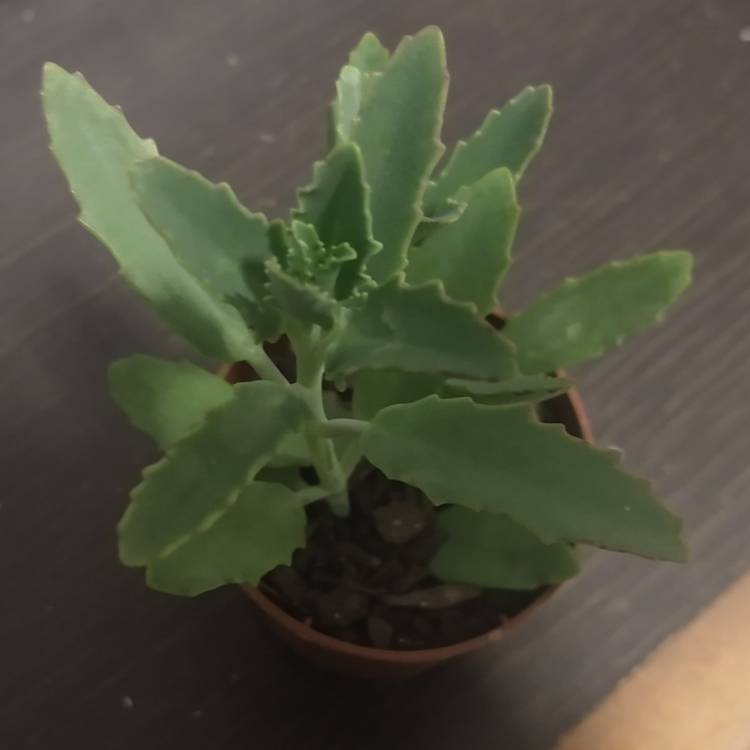 Plant image Sedum Telephium 'Dynomite'