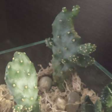 Consolea rubescens syn. Opuntia rubescens