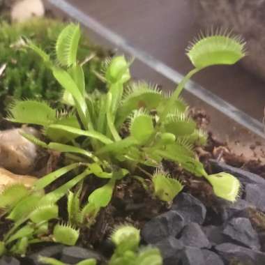 Dionaea muscipula