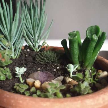 Amanda's garden