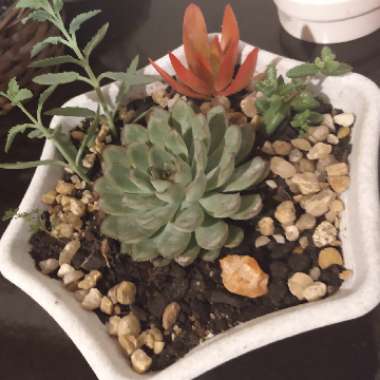 Amanda's garden
