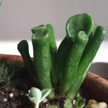 Crassula Ovata 'Ogre Ears'