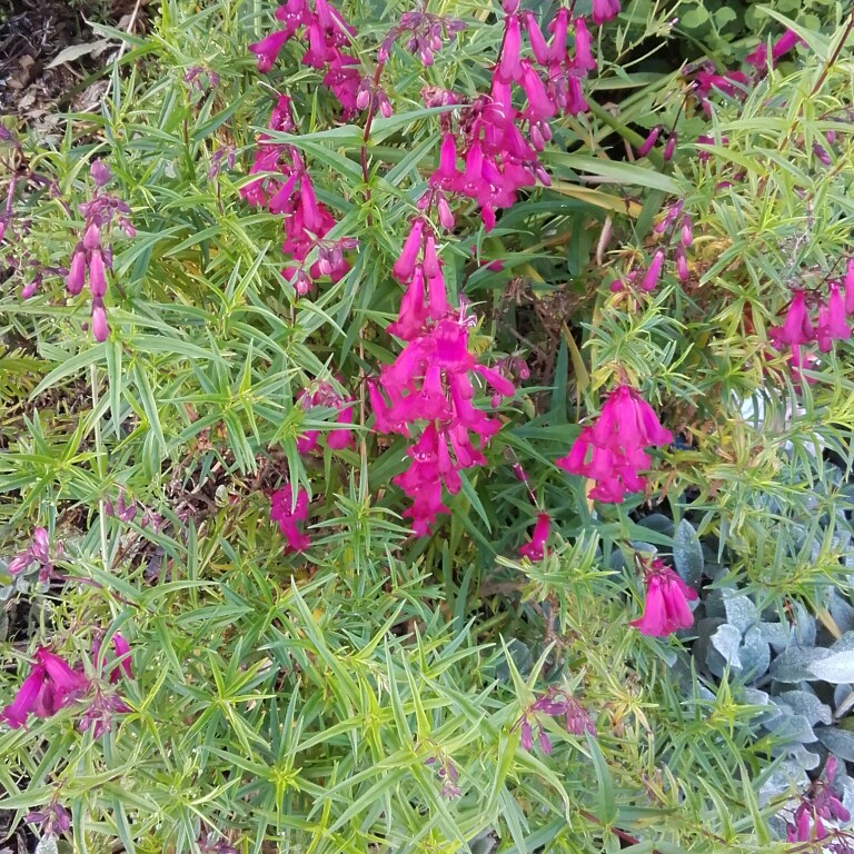 Plant image Penstemon 'Andenken an Friedrich Hahn' syn. Penstemon 'Garnet'