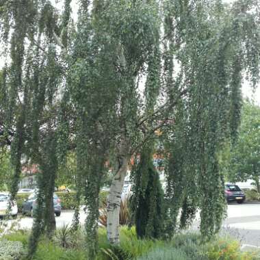 Silver Birch 'Silver Grace'