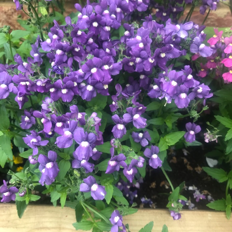 plant image 487582