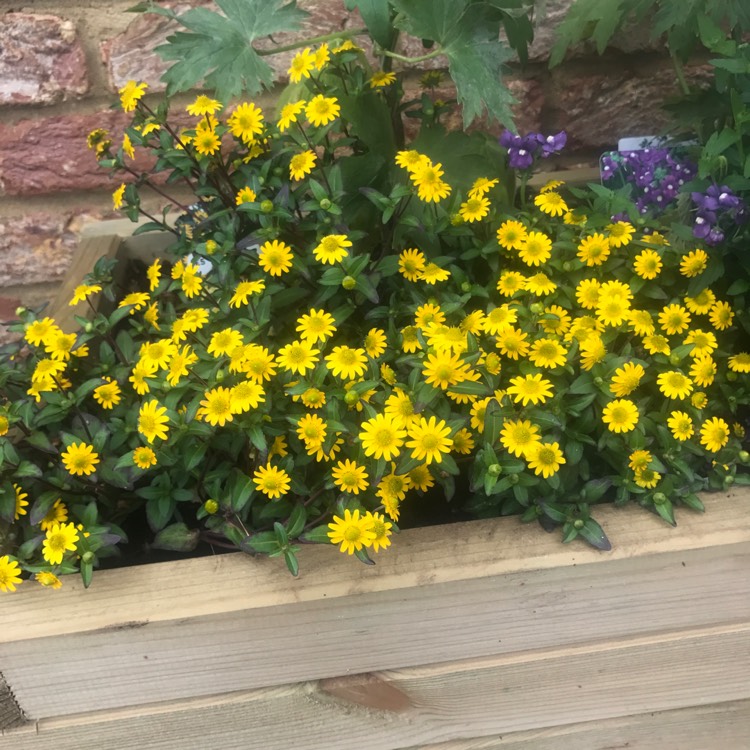 Plant image Sanvitalia procumbens