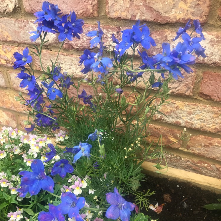 Plant image Delphinium grandiflorum 'Delfix Blue' (Delfix Series)