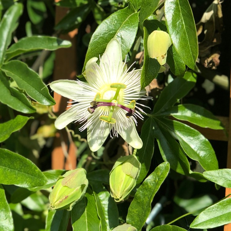 Plant image Passiflora caerulea 'White Lightning'