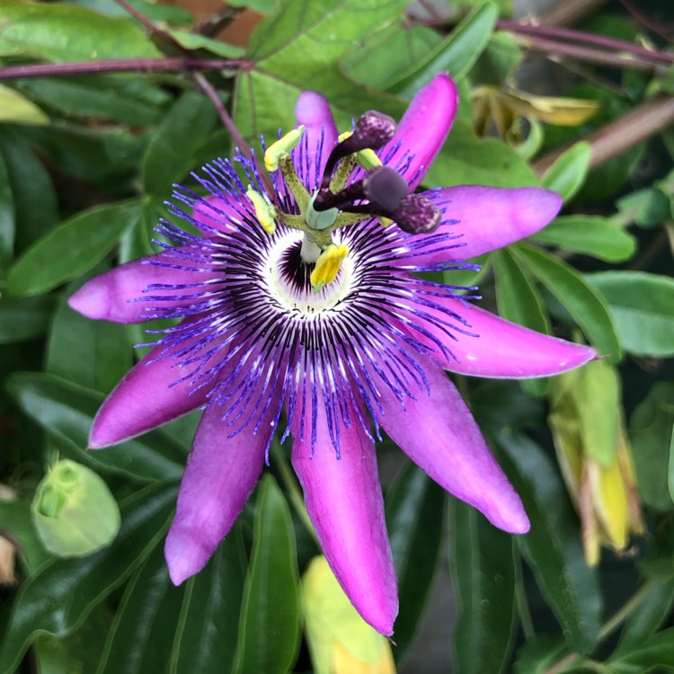 Plant image Passiflora 'Aphrodite's Purple Nightie™'