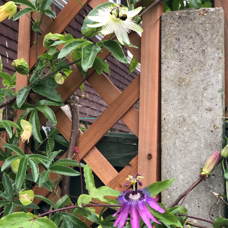 plant image 1104162