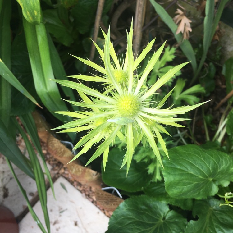 plant image 426926