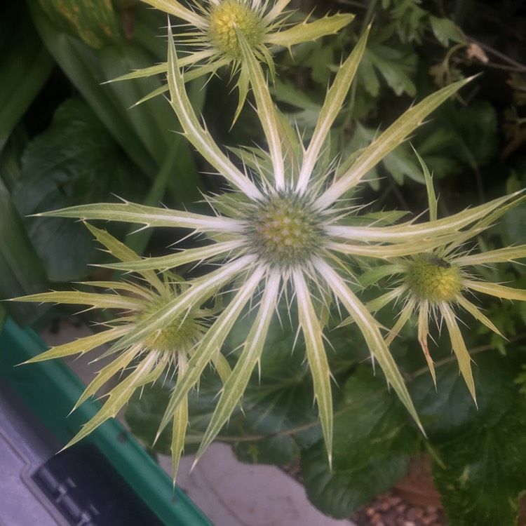plant image 437036