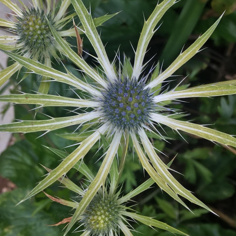 plant image 443720