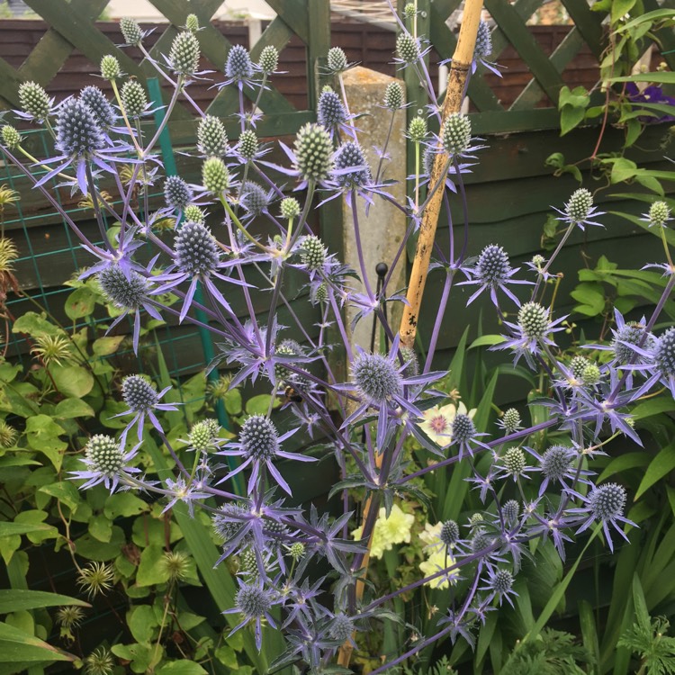 plant image 482782