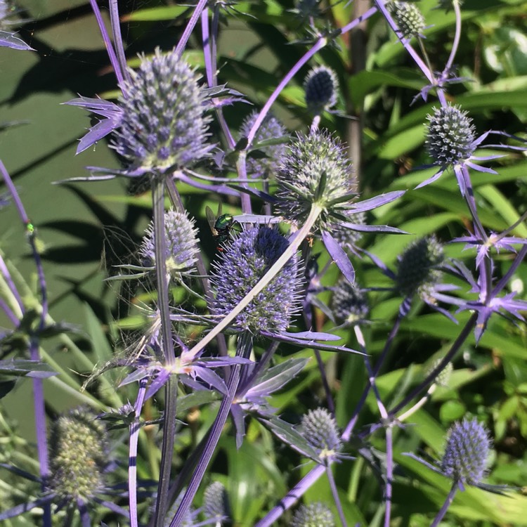 plant image 490302