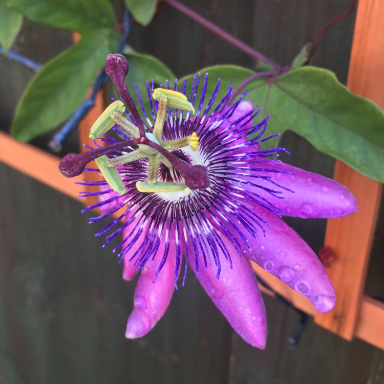 plant image 533119