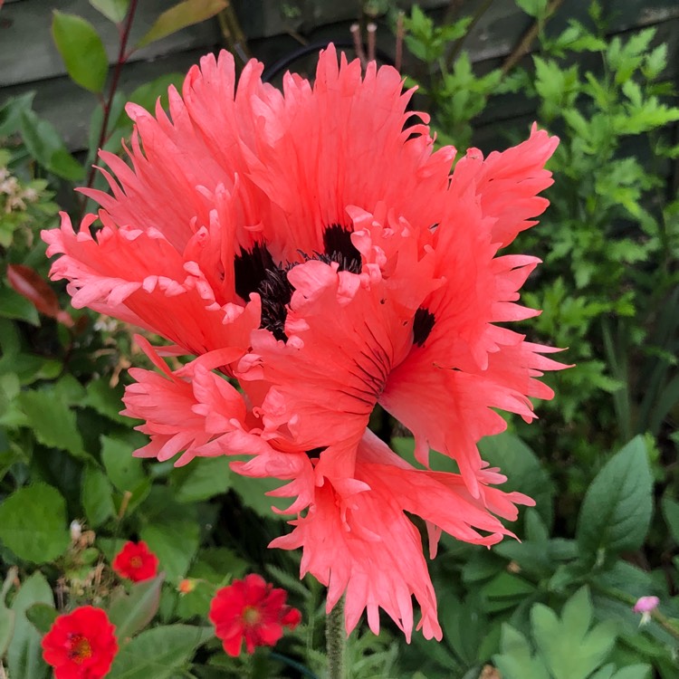 plant image 744511
