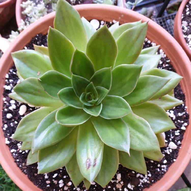 plant image 1007407 plant image 1007407
