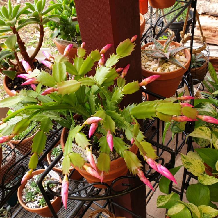 plant image 1010788 plant image 1010788