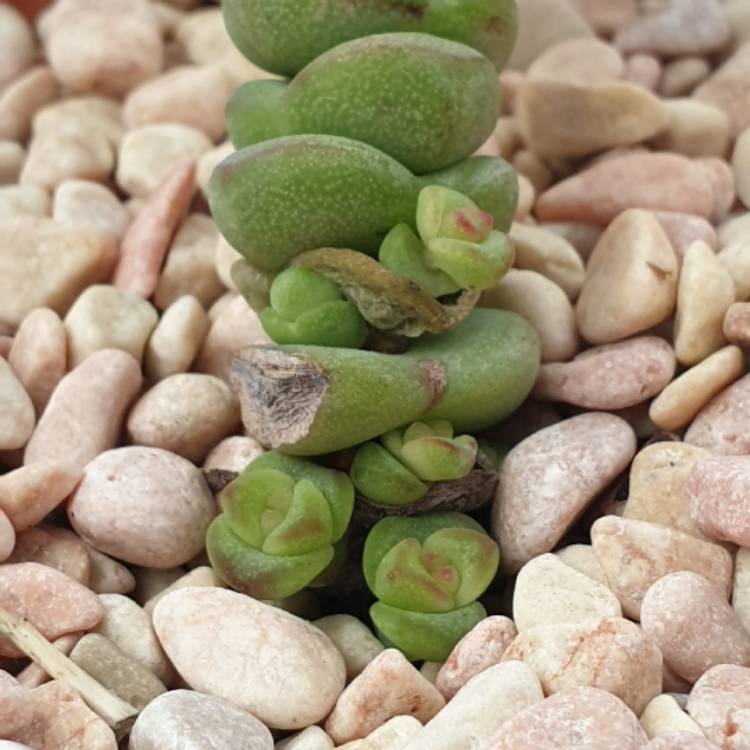 Plant image Crassula perforata x Crassula rupestris var marnieriana 'Baby Necklace'
