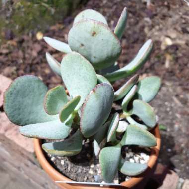Crassula Arborescens subsp. Arborescens
