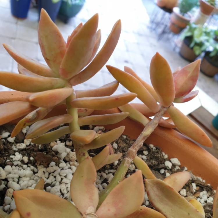 plant image 1070470
