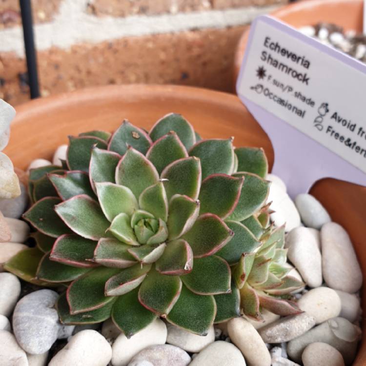 plant image 1091822